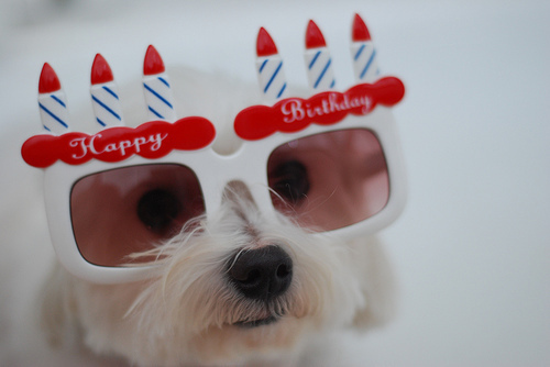 happy-birthday-dog.jpg